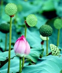 Gương sen, ngó sen bổ huyết, điều kinh