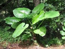 Củ ráy chữa cảm hàn