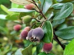 Sim - Cây thuốc bổ huyết, chống lão hóa