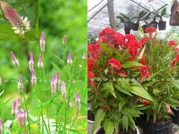 Cây đẹp làm thuốc cũng hay