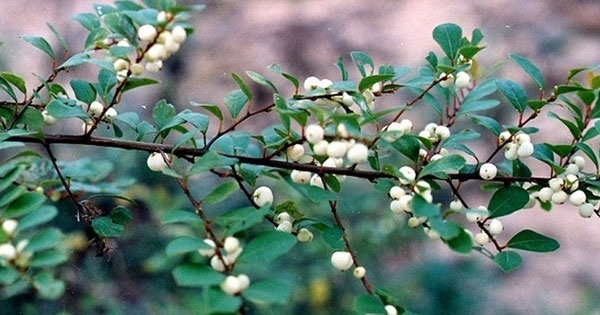 Biết thêm đôi điều về cây Nổ