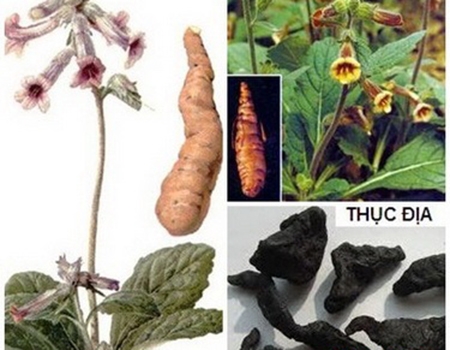Chế biến Sinh địa - Thục địa