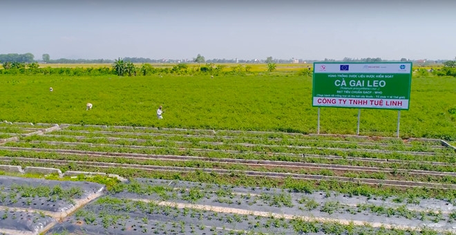 Công ty dược Tuệ Linh – 15 năm trọn tình với cây thuốc Việt