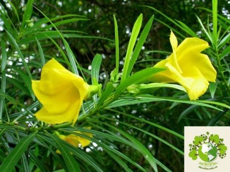 Một số cây cảnh đẹp có chất độc cần cảnh giác