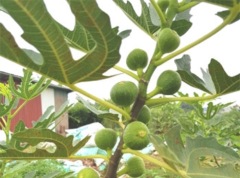 trong-thi-diem-sung-my-tai-thanh-pho-bac-giang-tinh-bac-giang