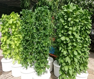 thuy-canh-tru-dung-hoi-luu-net-doc-dao-cua-ky-thuat-thuy-canh