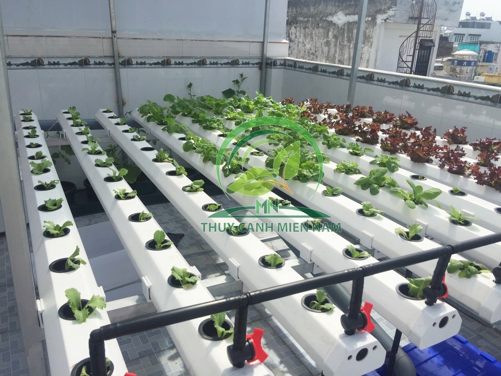 cong-trinh-vuon-rau-thuy-canh-18m2-cua-chi-phuong-tai-go-vap