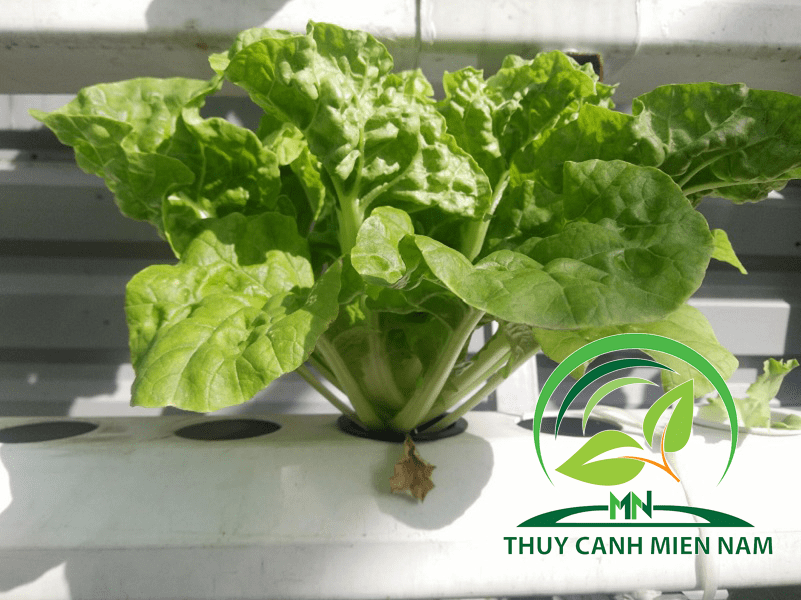 luong-anh-sang-can-thiet-cho-cay-thuy-canh