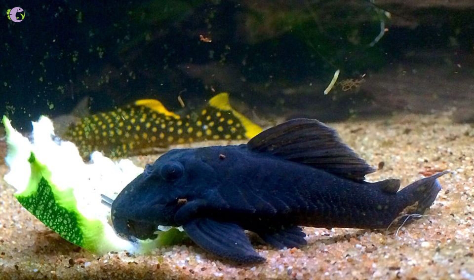 Cá L239 Blue Panaque Pleco (size 9 - 10)