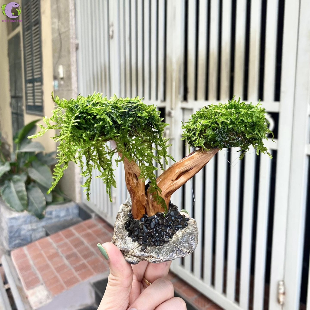 bonsai gắn rêu 1