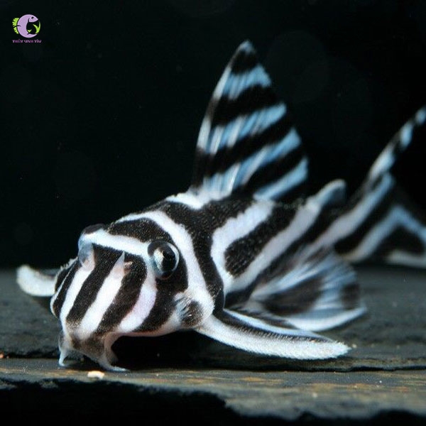 Cá L46 Hypancistrus Zebra Pleco-3