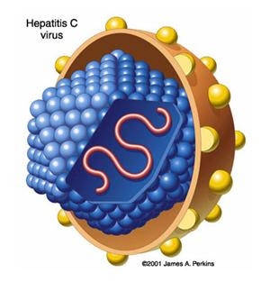 NHỮNG HIỂU BIẾT VỀ CẤU TRÚC VI RÚT VIÊM GAN C HIỆN NAY