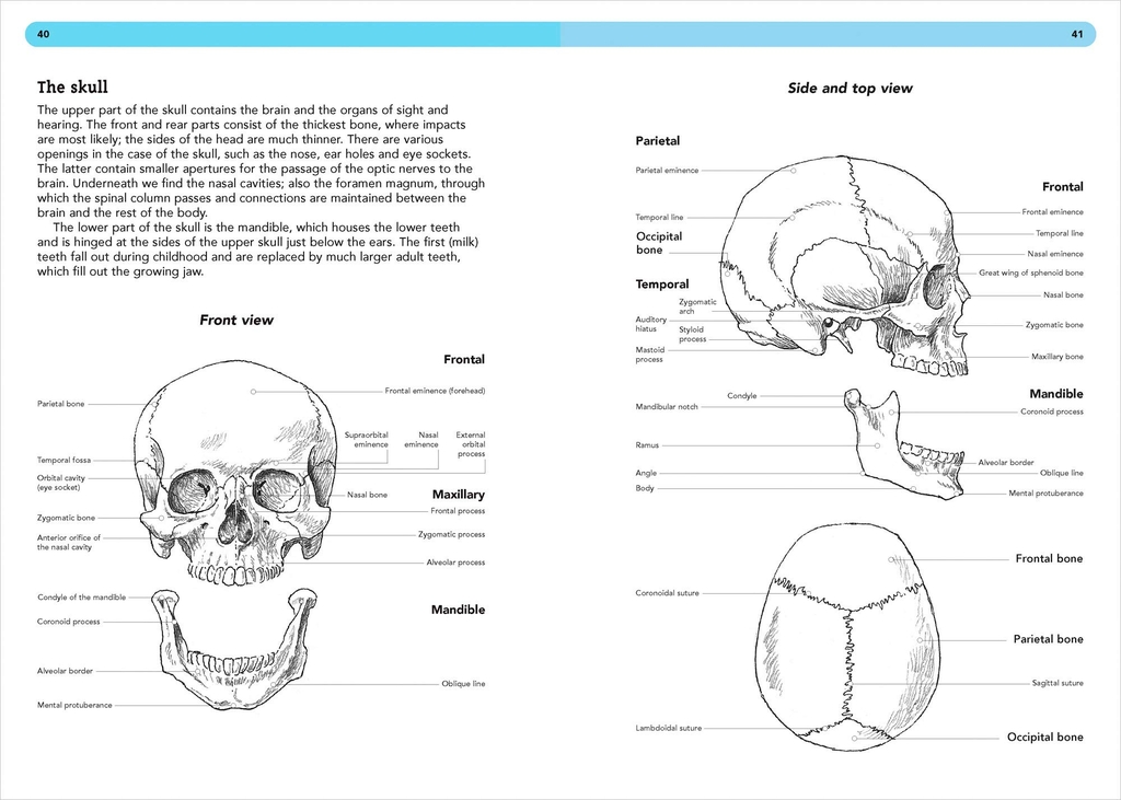 Drawing Anatomy