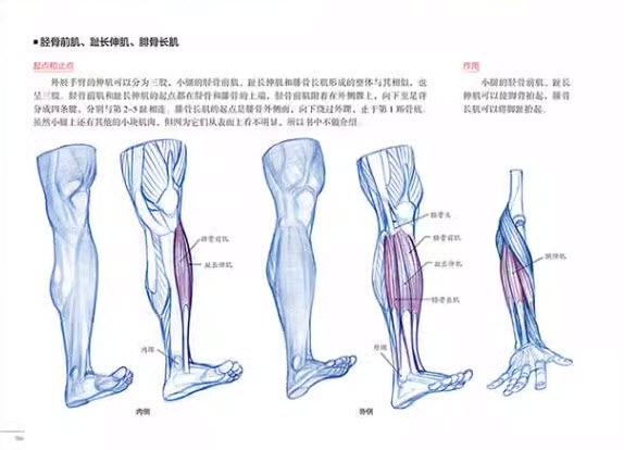 Anatomy Drawing Class - RockHe Kim (CN)