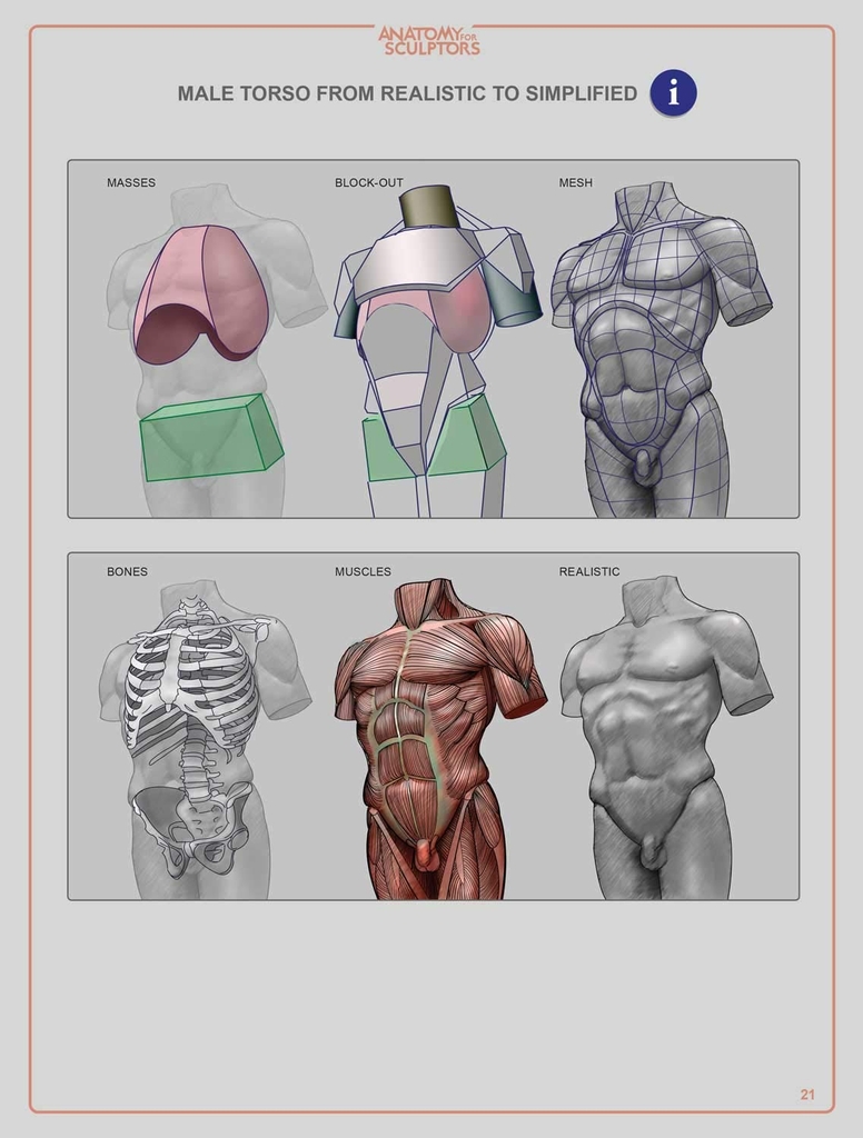 Anatomy For Sculptors