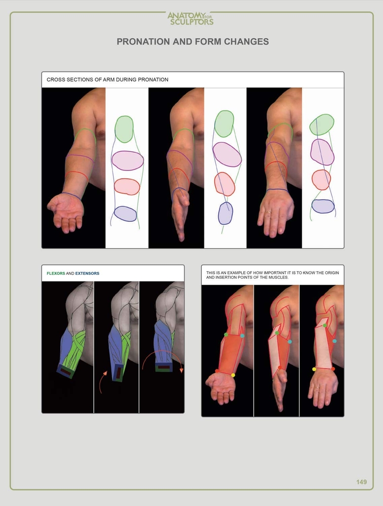 Anatomy For Sculptors