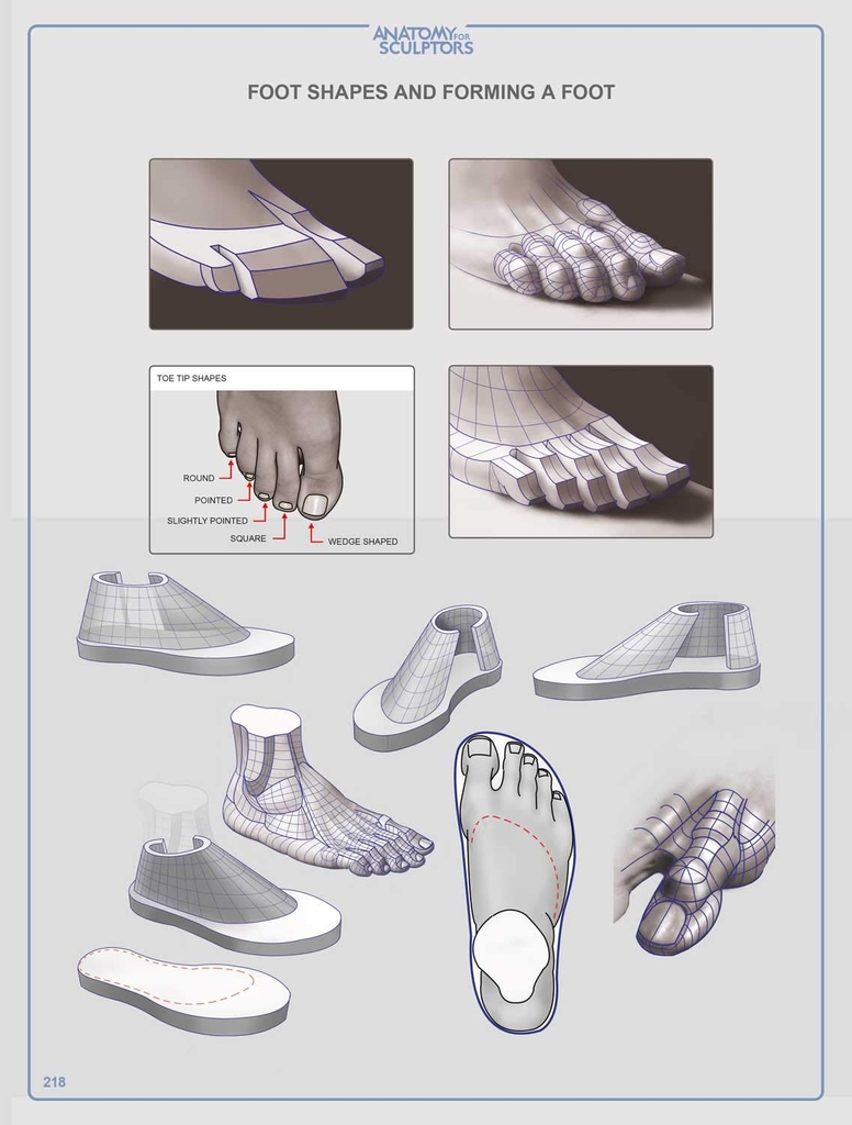 Anatomy For Sculptors