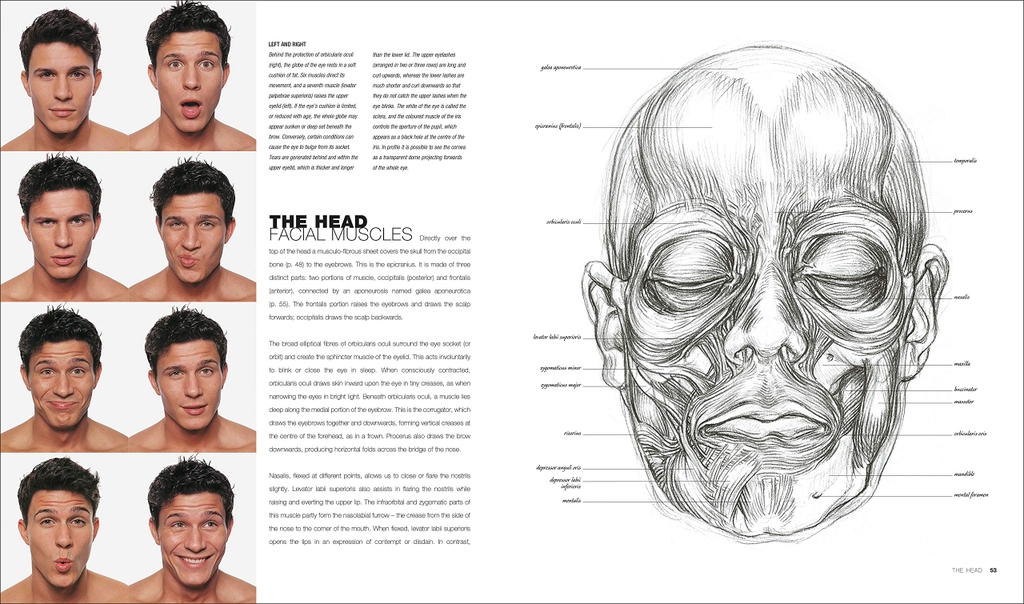 Anatomy for the Artist