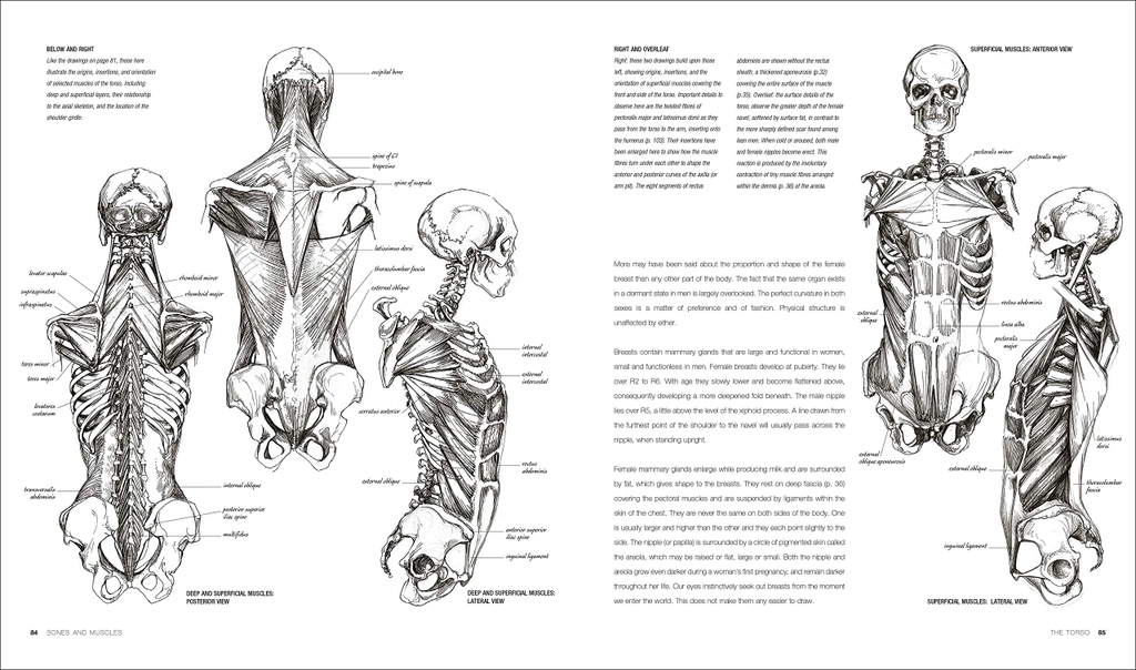 Anatomy for the Artist