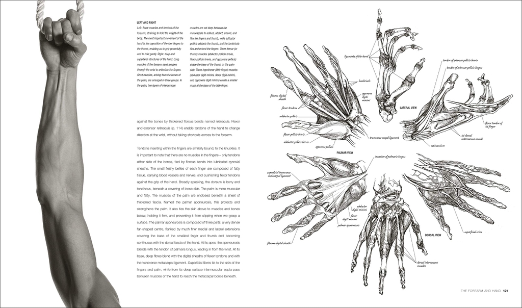 Anatomy for the Artist