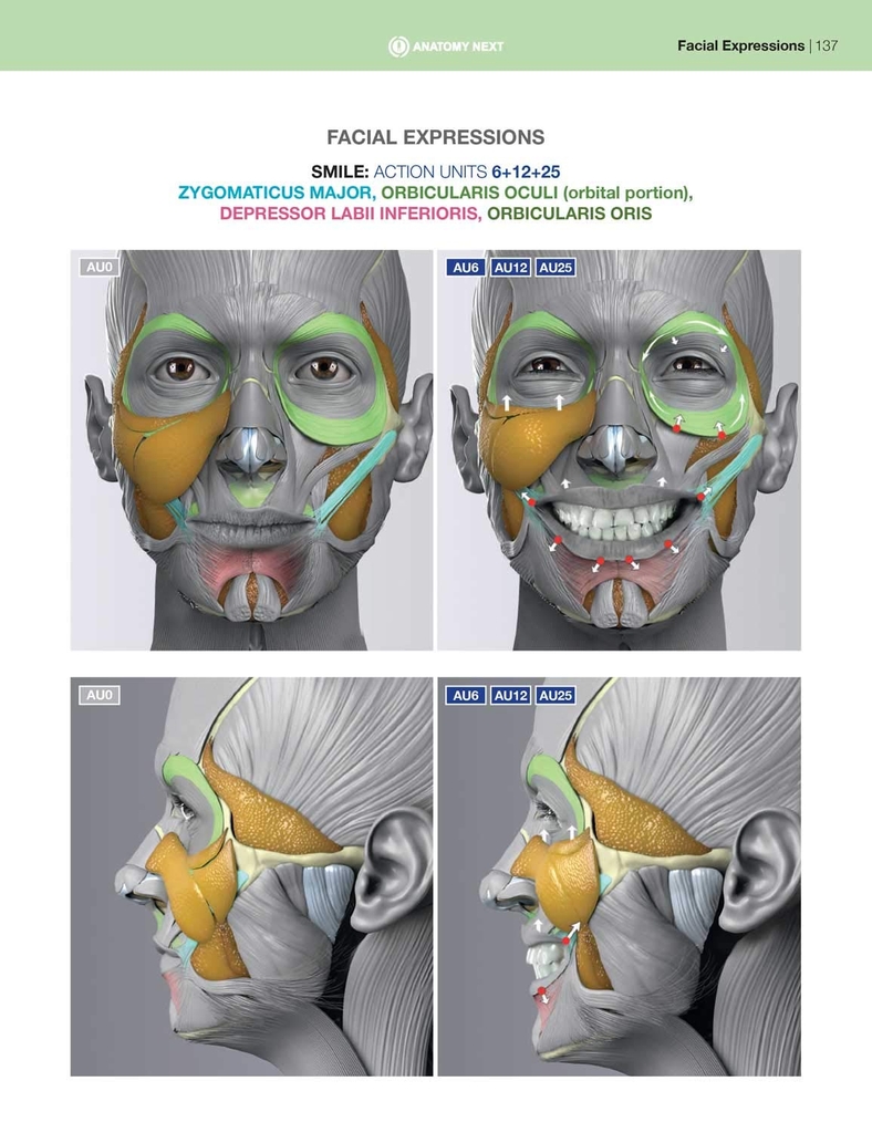 Anatomy of Facial Expressions