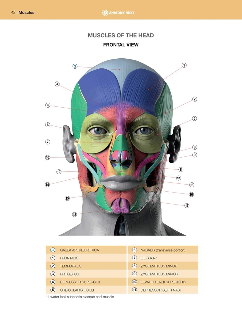Anatomy of Facial Expressions