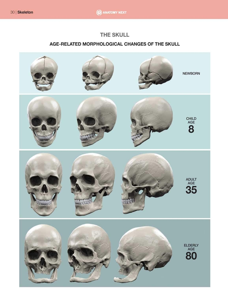 Anatomy of Facial Expressions