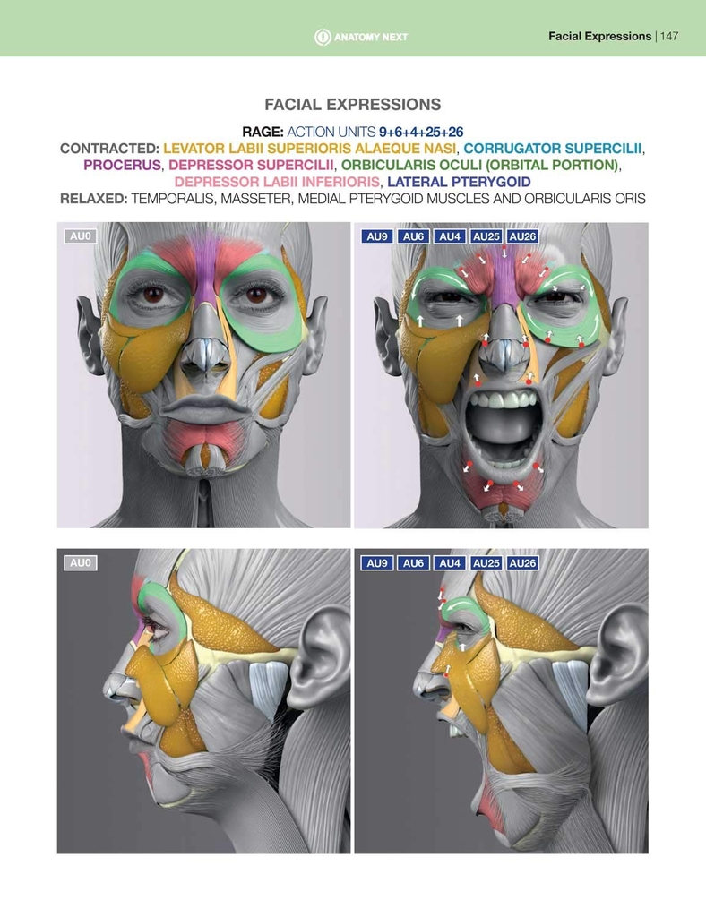 Anatomy of Facial Expressions