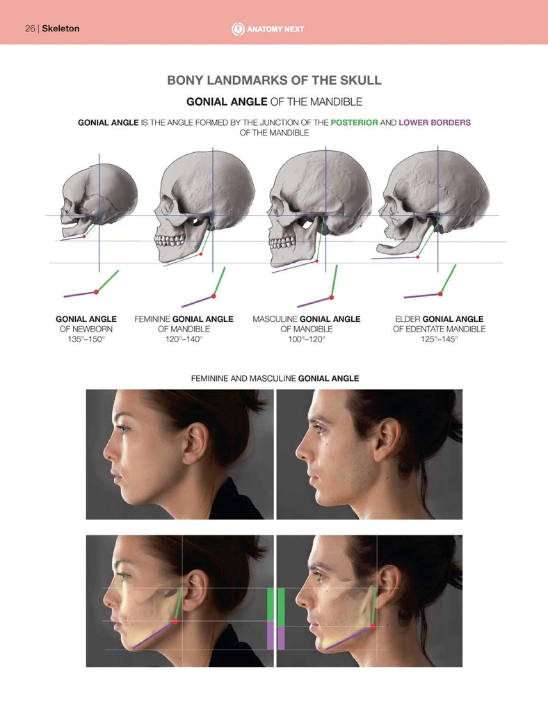 Anatomy of Facial Expressions