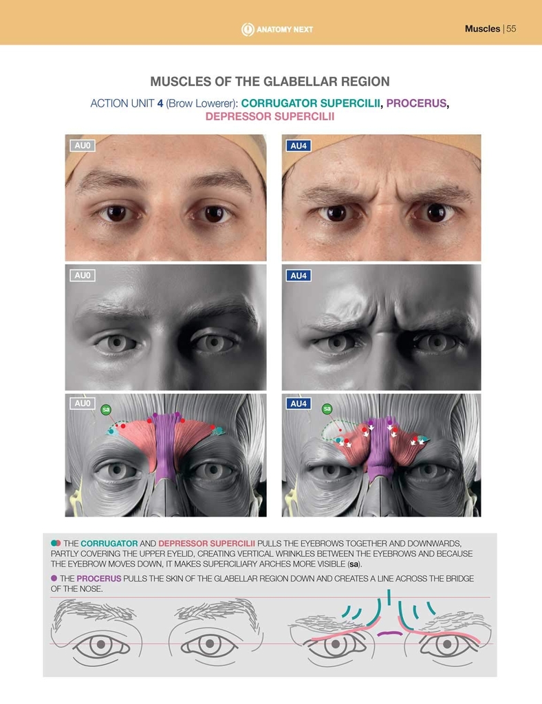 Anatomy of Facial Expressions