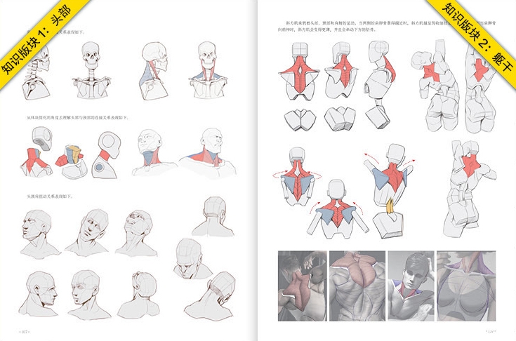 Animation Human Body Structure
