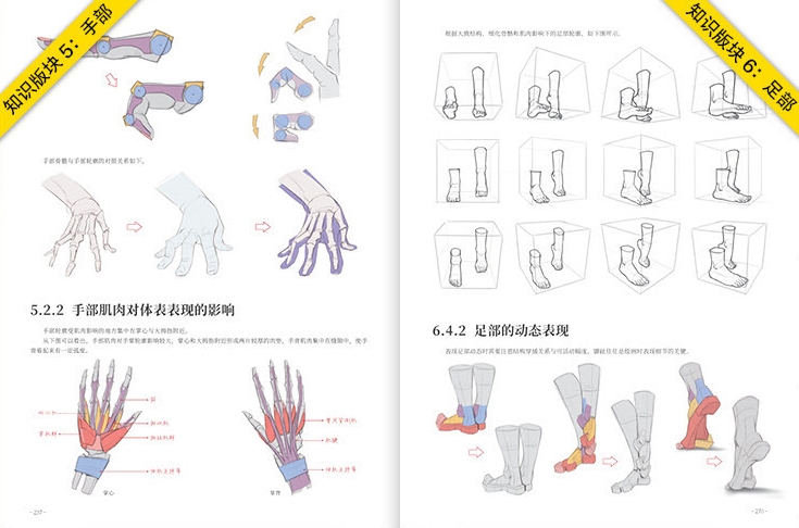 Animation Human Body Structure