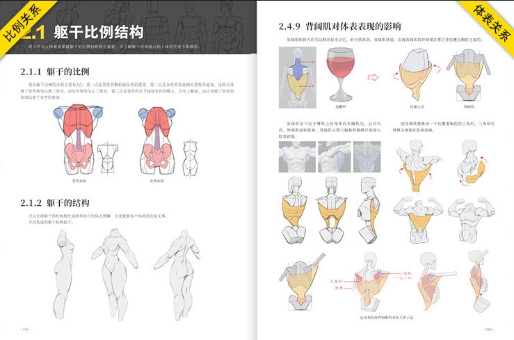 Animation Human Body Structure