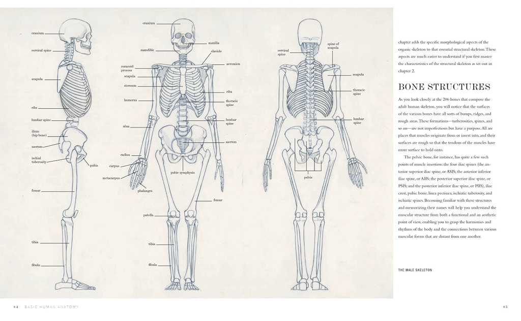 Basic Human Anatomy