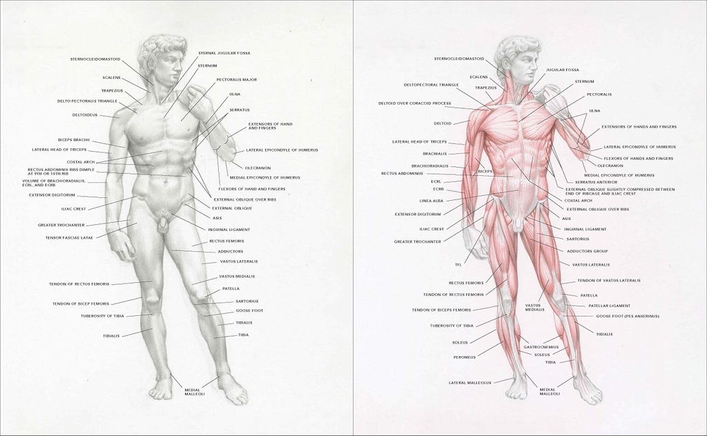 Dynamic Human Anatomy