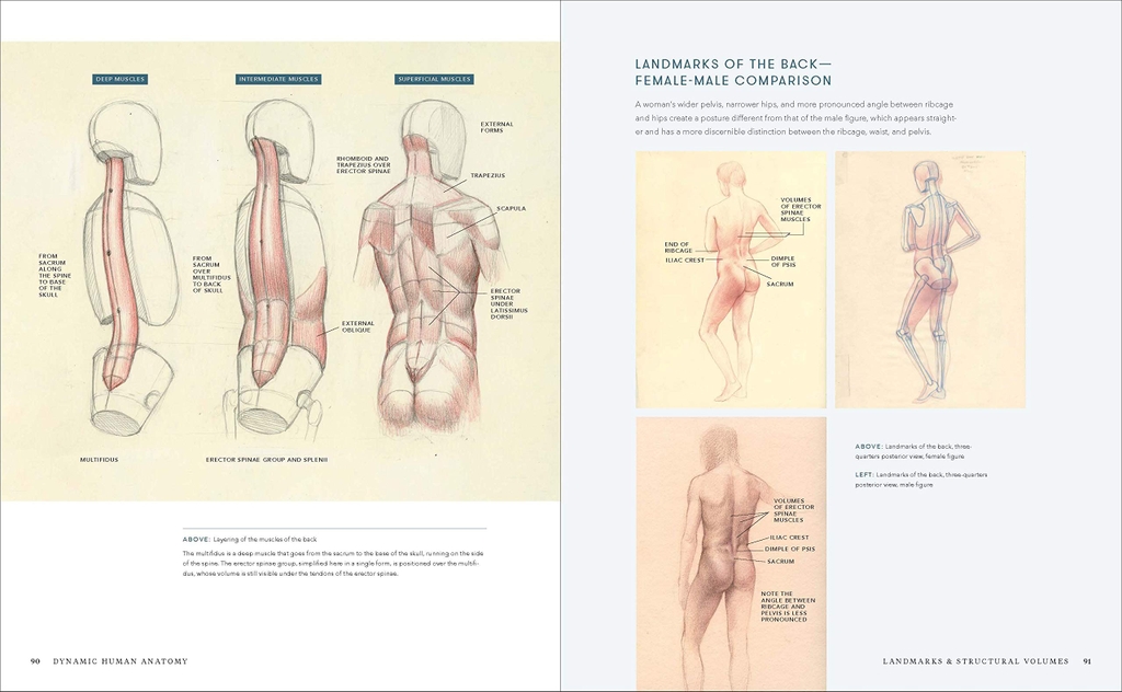 Dynamic Human Anatomy