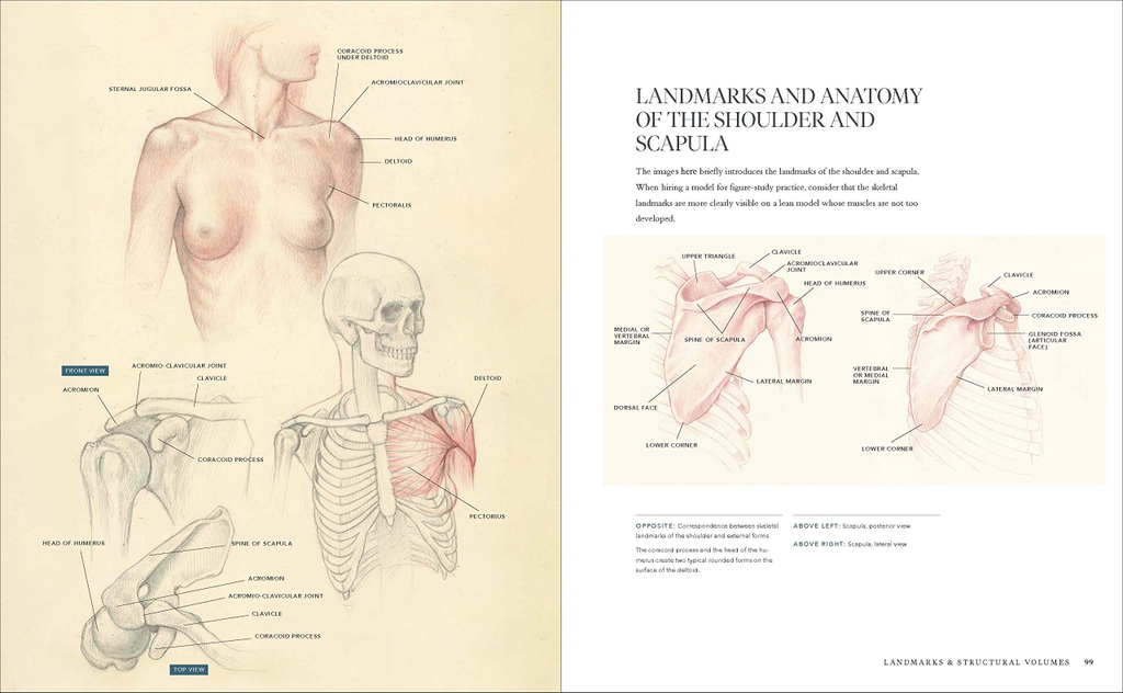 Dynamic Human Anatomy