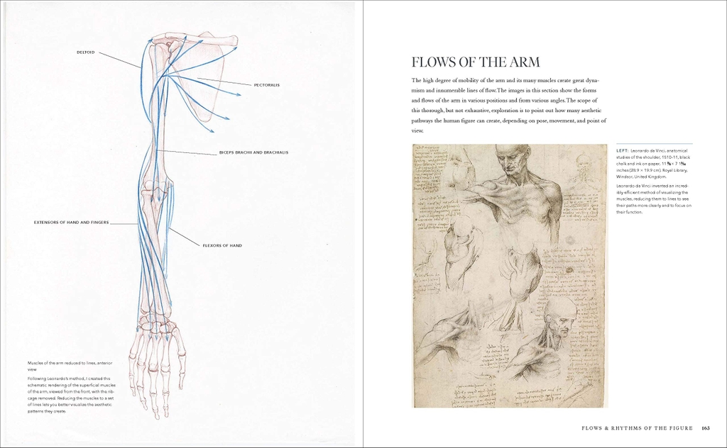 Dynamic Human Anatomy