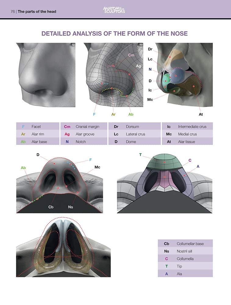 Form of the Head and Neck