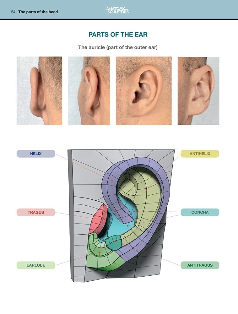 Form of the Head and Neck