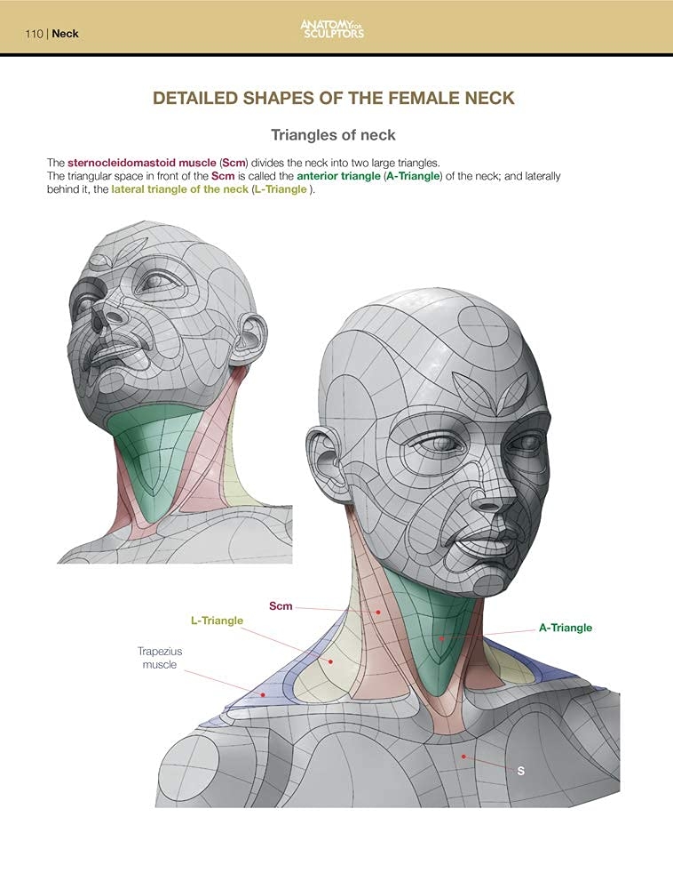 Form of the Head and Neck