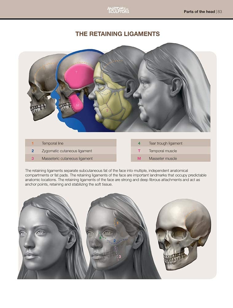 Form of the Head and Neck