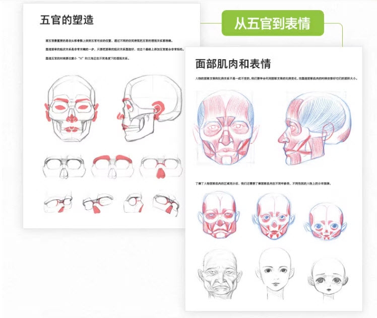 Human Anatomy for Artists - Xiao Weichun