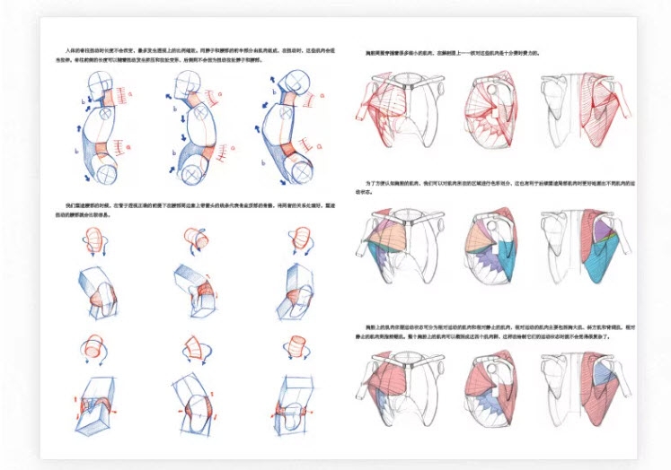 Human Anatomy for Artists - Xiao Weichun