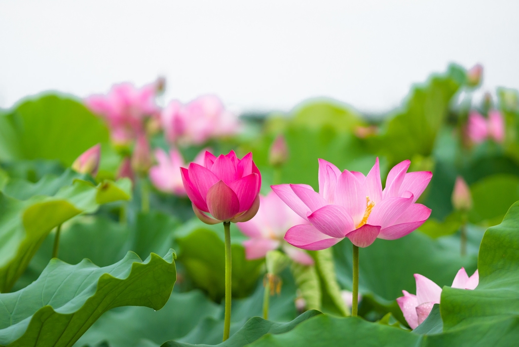 8-dac-tinh-cua-hoa-sen-trong-phat-giao-va-y-nghia-trong-trang-tri