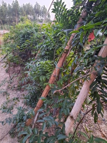 trong-cay-duoc-lieu