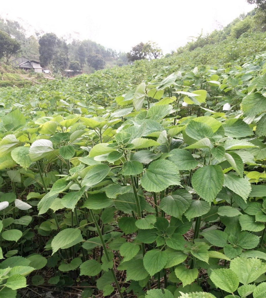 tham-vuon-gai-xanh-tai-xa-hiep-luc-huyen-ngan-son-tinh-bac-kan