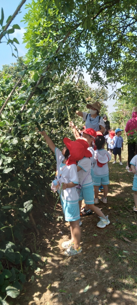 NÔNG NGHIỆP HỮU CƠ - GENKI FARM