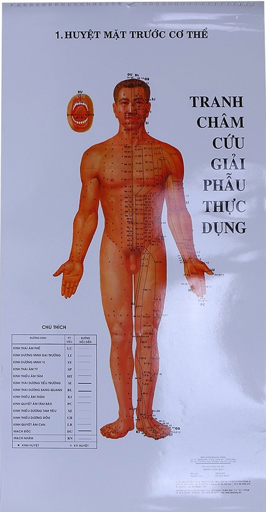 Tranh Châm Cứu Giải Phẫu Thực Dụng