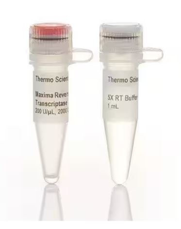 Maxima Reverse Transcriptase (200 U/µL)